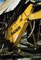 Genesis Pro Series Shears